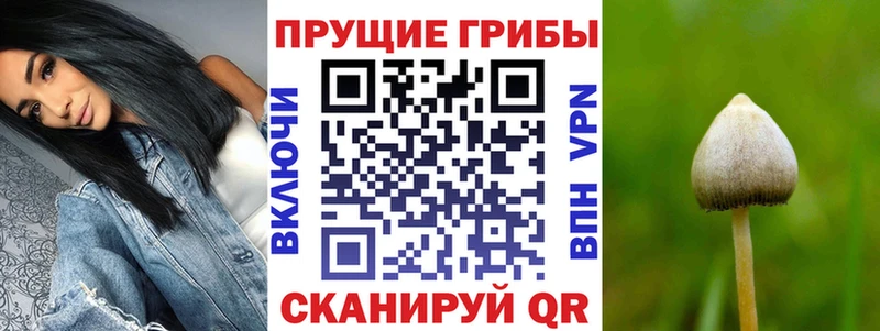 закладка  Усть-Джегута  площадка Telegram  Псилоцибиновые грибы Psilocybine cubensis  OMG вход 